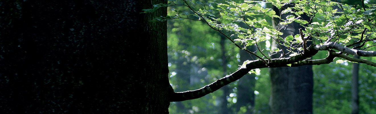 Baum im Wald