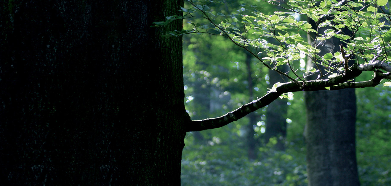 Bäume im Wald